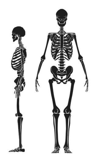 Are Taller People Stronger Than Shorter People | People Living Tall