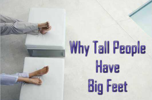 Why Do Taller People Have Bigger Feet